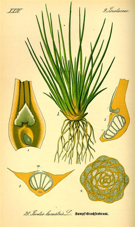 isoetes taxonomy